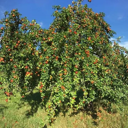 Mainidylle Appartamento